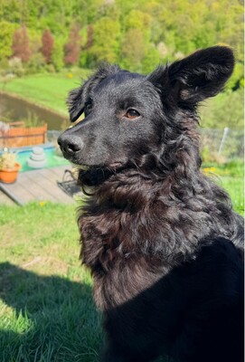 Ace, Mischling - Rüde