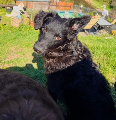 Ace, Mischling - Rüde