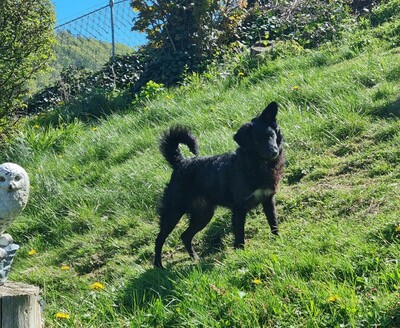 Ace, Mischling - Rüde