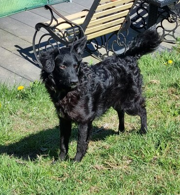 Ace, Mischling - Rüde