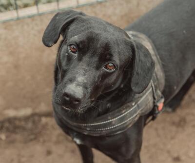 Achille Kreolischer Schäferhund Rüde sucht ein Zuhause, Kreolischer Schäferhund - Rüde