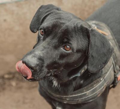 Achille Kreolischer Schäferhund Rüde sucht ein Zuhause, Kreolischer Schäferhund - Rüde