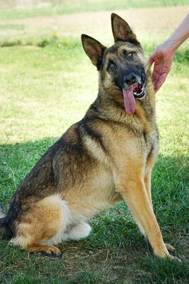 Achilles - verschmust, menschenbezogen, fröhlich, liebenswürdig, zutraulich, sehr bewegungsfreudig, lebhaft, verspielt, liebt Spielsachen, Schäferhund Mischling (Video auf HP) - Betreuungsplatz Wien - Rüde