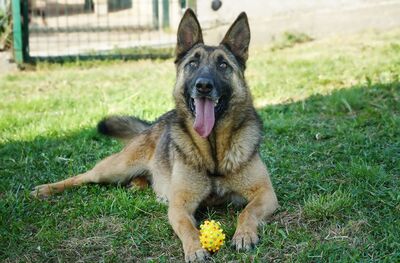 Achilles - verschmust, menschenbezogen, fröhlich, liebenswürdig, zutraulich, sehr bewegungsfreudig, lebhaft, verspielt, liebt Spielsachen, Schäferhund Mischling (Video auf HP) - Betreuungsplatz Wien - Rüde