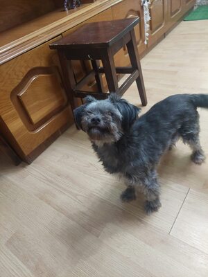 🌷 Ada – kleine Zaubermaus mit großem Herzen sucht ihr Glück 🌷, Bolonka Zwetna - Hündin