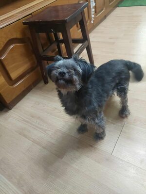 🌷 Ada – kleine Zaubermaus mit großem Herzen sucht ihr Glück 🌷, Bolonka Zwetna - Hündin