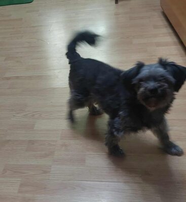 🌷 Ada – kleine Zaubermaus mit großem Herzen sucht ihr Glück 🌷, Bolonka Zwetna Mischling - Hündin