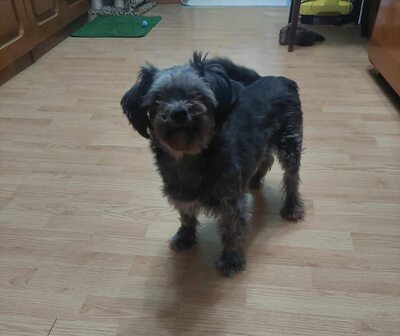 🌷 Ada – kleine Zaubermaus mit großem Herzen sucht ihr Glück 🌷, Bolonka Zwetna Mischling - Hündin