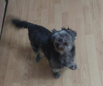 🌷 Ada – kleine Zaubermaus mit großem Herzen sucht ihr Glück 🌷, Bolonka Zwetna Mischling - Hündin