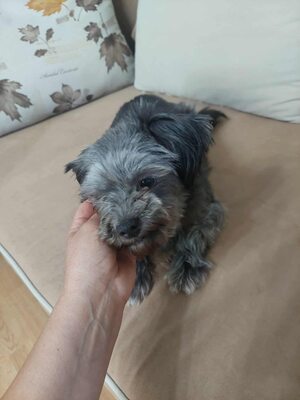 🌷 Ada – kleine Zaubermaus mit großem Herzen sucht ihr Glück 🌷, Bolonka Zwetna Mischling - Hündin