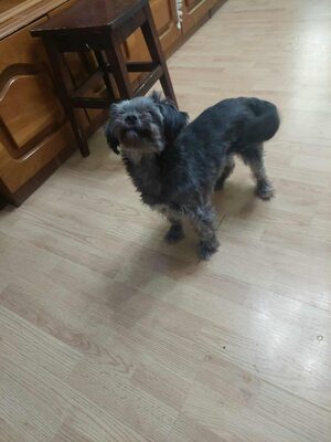 🌷 Ada – kleine Zaubermaus mit großem Herzen sucht ihr Glück 🌷, Bolonka Zwetna Mischling - Hündin