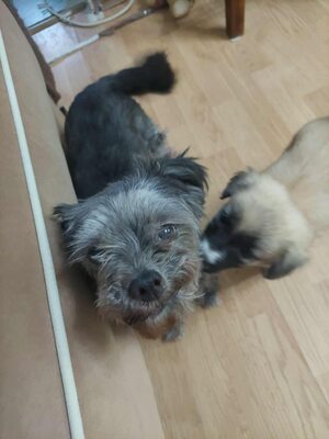 🌷 Ada – kleine Zaubermaus mit großem Herzen sucht ihr Glück 🌷, Bolonka Zwetna Mischling - Hündin