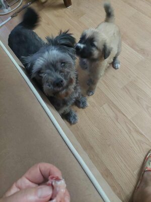 🌷 Ada – kleine Zaubermaus mit großem Herzen sucht ihr Glück 🌷, Bolonka Zwetna Mischling - Hündin