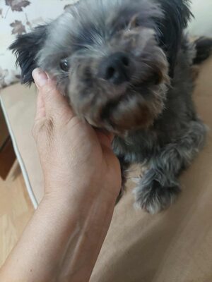 🌷 Ada – kleine Zaubermaus mit großem Herzen sucht ihr Glück 🌷