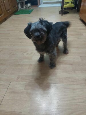 🌷 Ada – kleine Zaubermaus mit großem Herzen sucht ihr Glück 🌷, Mischling - Hündin