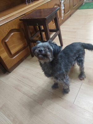 🌷 Ada – kleine Zaubermaus mit großem Herzen sucht ihr Glück 🌷, Mischling - Hündin