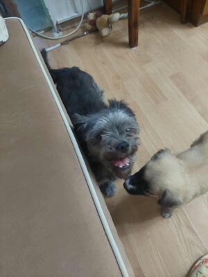 🌷 Ada – kleine Zaubermaus mit großem Herzen sucht ihr Glück 🌷, Mischling - Hündin