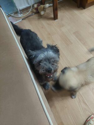 🌷 Ada – kleine Zaubermaus mit großem Herzen sucht ihr Glück 🌷, Mischling - Hündin