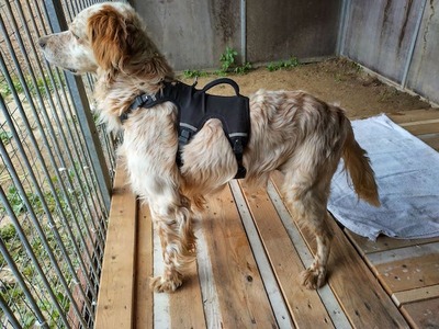 Adam - Aufgeschlossener Setter(-Mix), ca. 7 Jahre/58cm/18kg, Setter-Mischling - Rüde