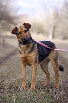 Adela, Schäferhundmischling - Hündin