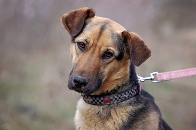 Adela, Schäfermischling - Hündin