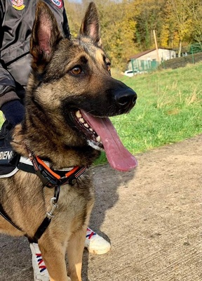 Adele Deutsche Schäferhund Mix Hündin sucht sportliches Zuhause, Deutscher Schäferhund - Hündin