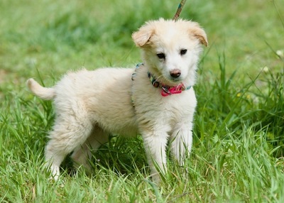 Adele - Lebenslustiges Hundemädchen, ca. 3 Monate, Mischling Welpen - Hündin