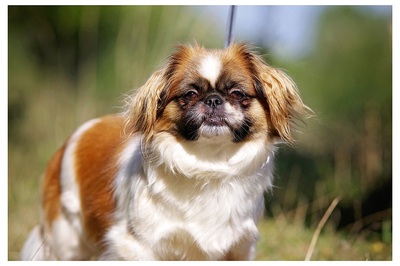 Adele, Pekinese - Hündin