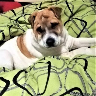 💥Aden Shar-Pei/Beagle-Mischlings Welpe sucht....👨‍👩‍👦‍👦, Mischling Welpen - Rüde