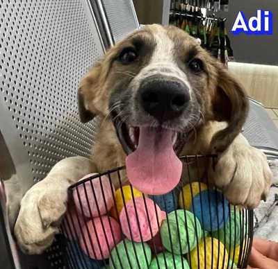 Adi