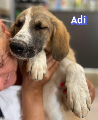 Adi, Mischling Welpen - Rüde