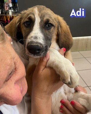 Adi, Mischling Welpen - Rüde