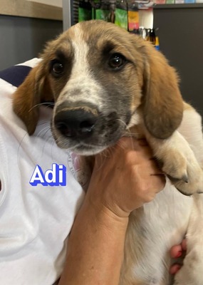 Adi, Mischling Welpen - Rüde