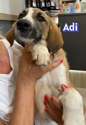 Adi, Mischling Welpen - Rüde