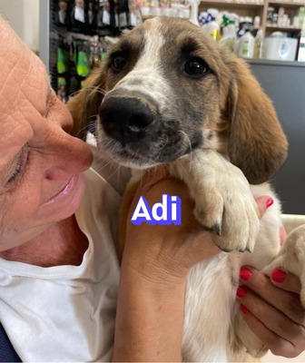 Adi, Mischling Welpen - Rüde