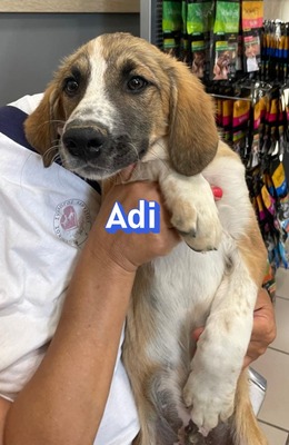 Adi, Mischling Welpen - Rüde