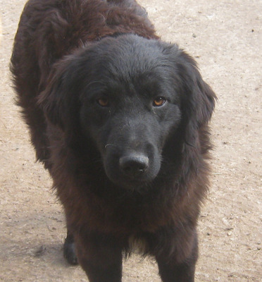 Adi möchte IHNEN Freude bereiten