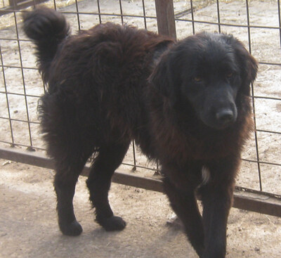 Adi möchte IHNEN Freude bereiten, Mischling - Rüde