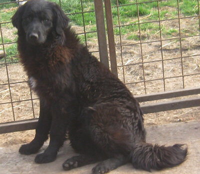 Adi möchte IHNEN Freude bereiten, Mischling - Rüde