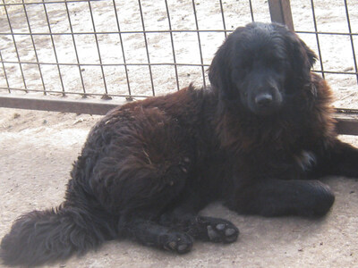 Adi möchte IHNEN Freude bereiten, Mischling - Rüde