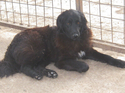 Adi möchte IHNEN Freude bereiten