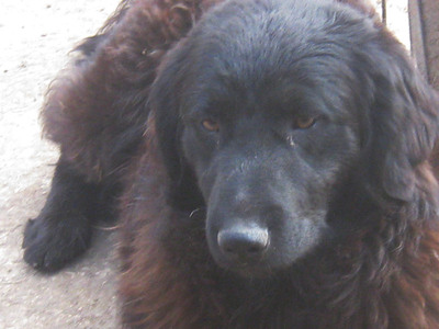 Adi möchte IHNEN Freude bereiten, Mischling - Rüde