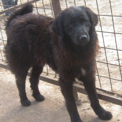 Adi möchte IHNEN Freude bereiten, Mischling - Rüde