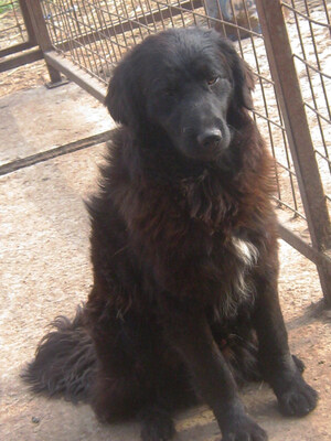 Adi möchte IHNEN Freude bereiten, Mischling - Rüde