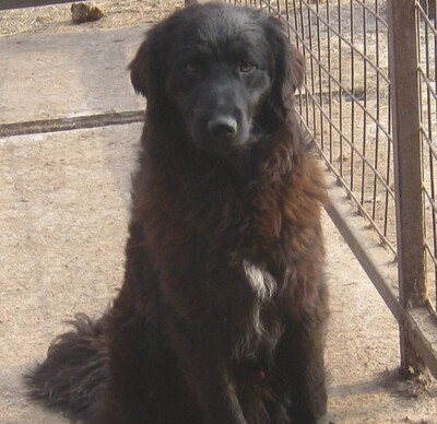 Adi möchte IHNEN Freude bereiten, Mischling - Rüde