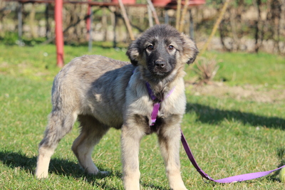 Adina, Mischling Welpen - Hündin