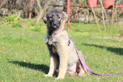 Adina, Mischling Welpen - Hündin