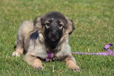 Adina, Mischling Welpen - Hündin