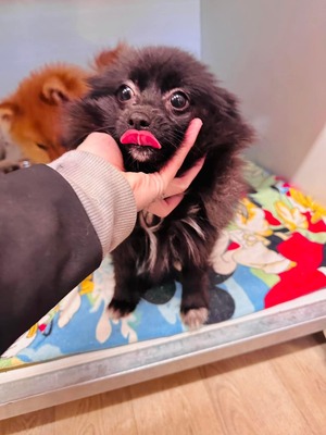 😍 Adley (W), ca. 7Monate, ca. 30cm, Slowakei, Spitz-Mix - Hündin