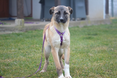 Adnina, Mischling Welpen - Hündin